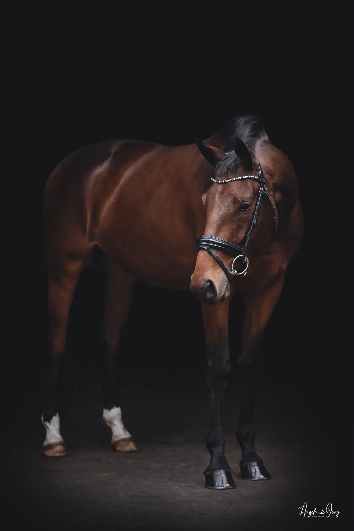 Talented 7-year-old gelding
