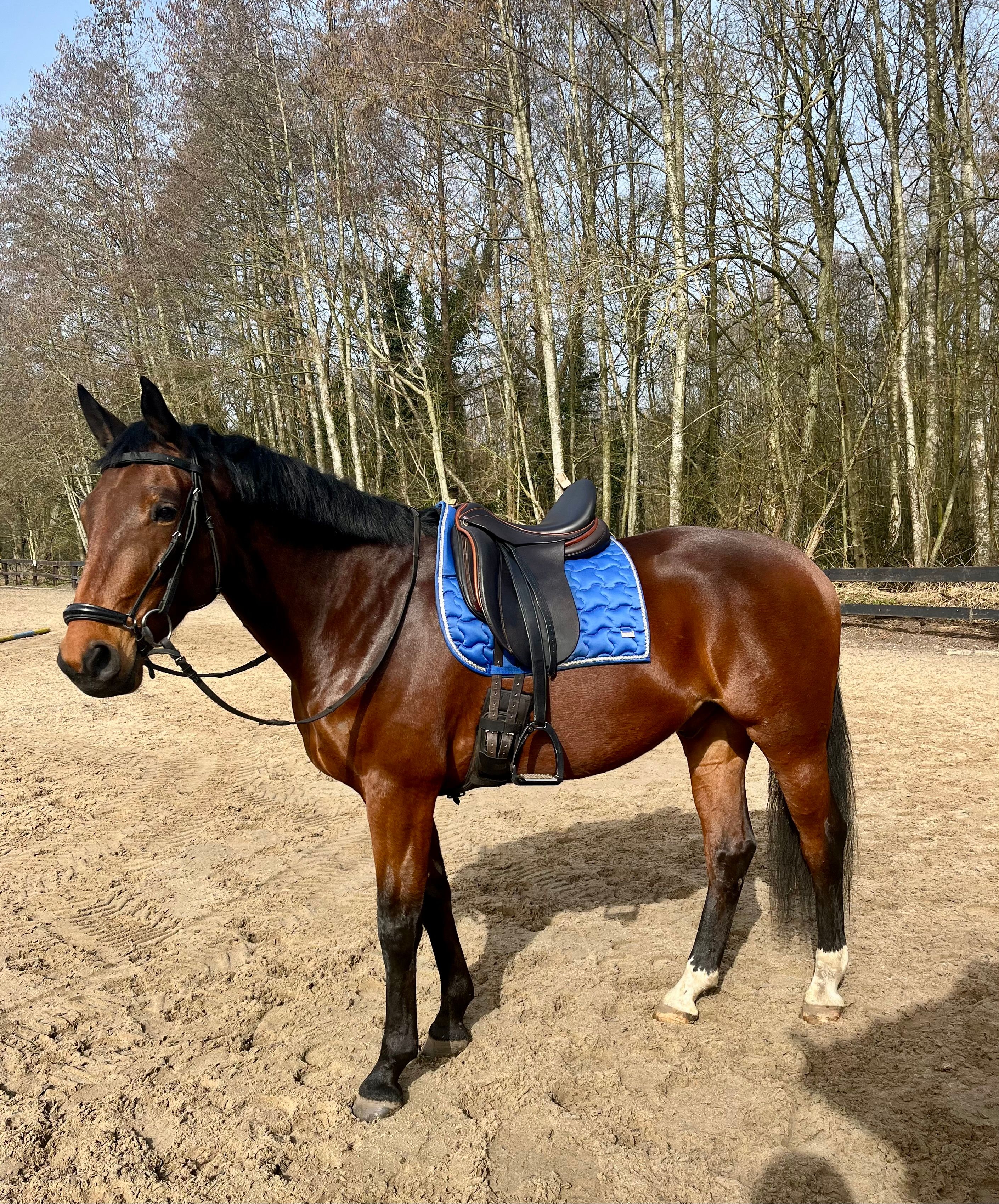 bwp dressuurpaard ruin 7 anni bruin in vendita - Foto 4