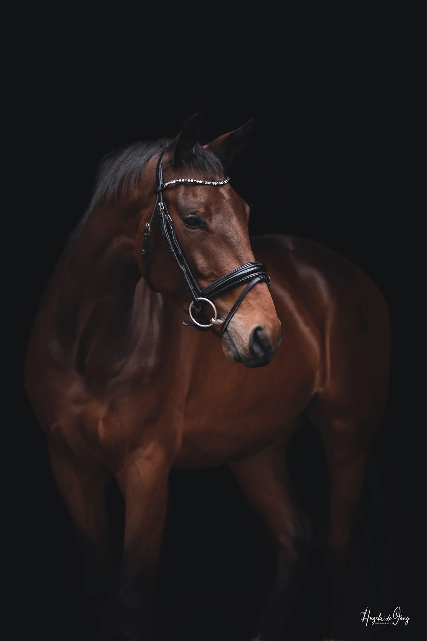 bwp dressuurpaard ruin 7 anni bruin in vendita - Foto 2