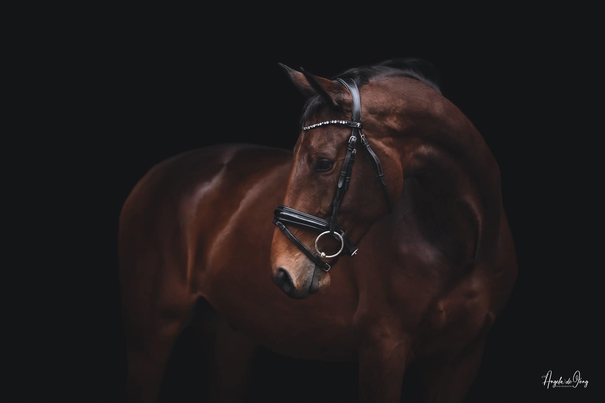 bwp dressuurpaard ruin 7 anni bruin in vendita - Foto 3
