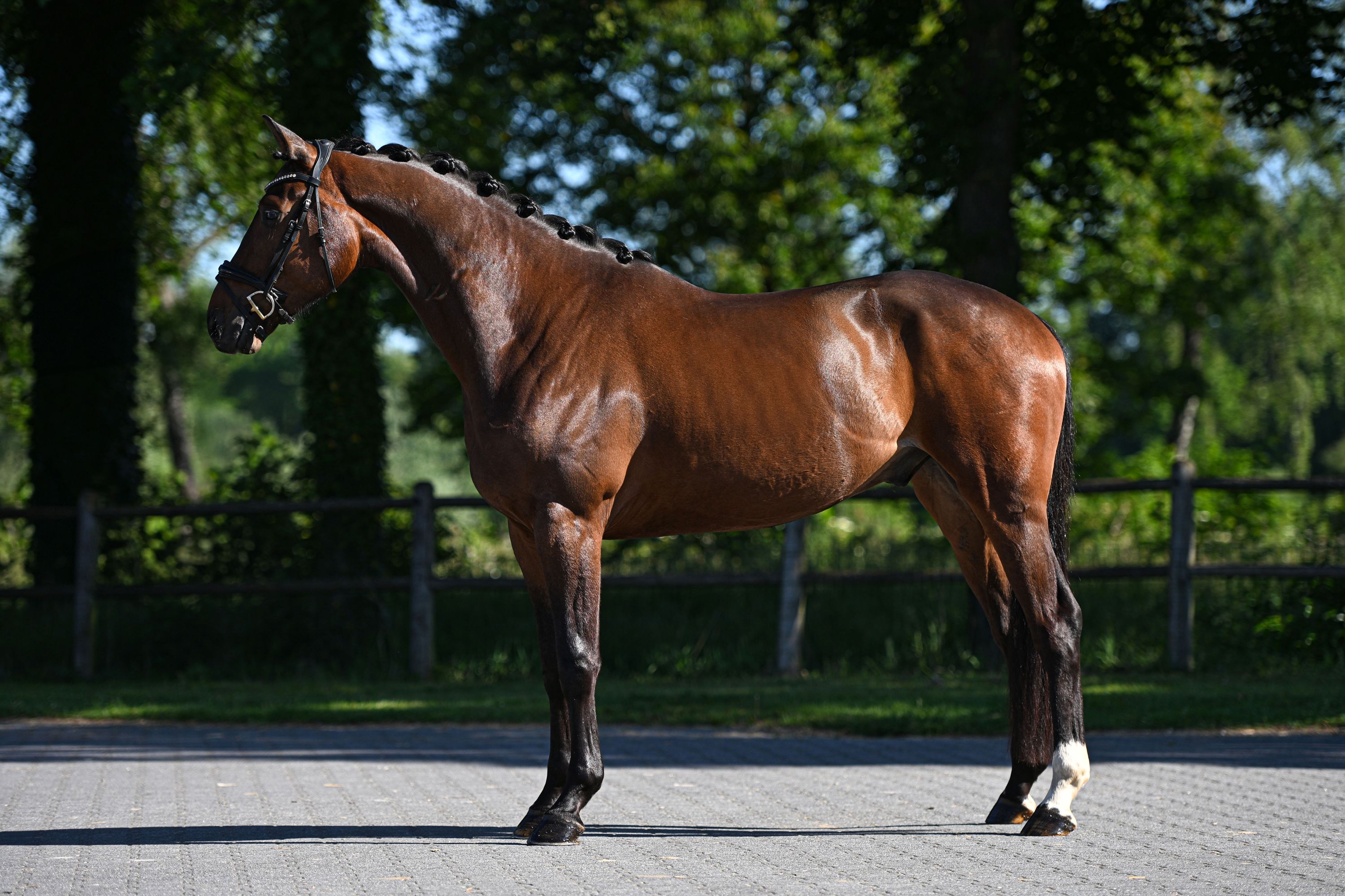 dressuurpaard ruin 3 år donkerbruin till salu - Foto 2