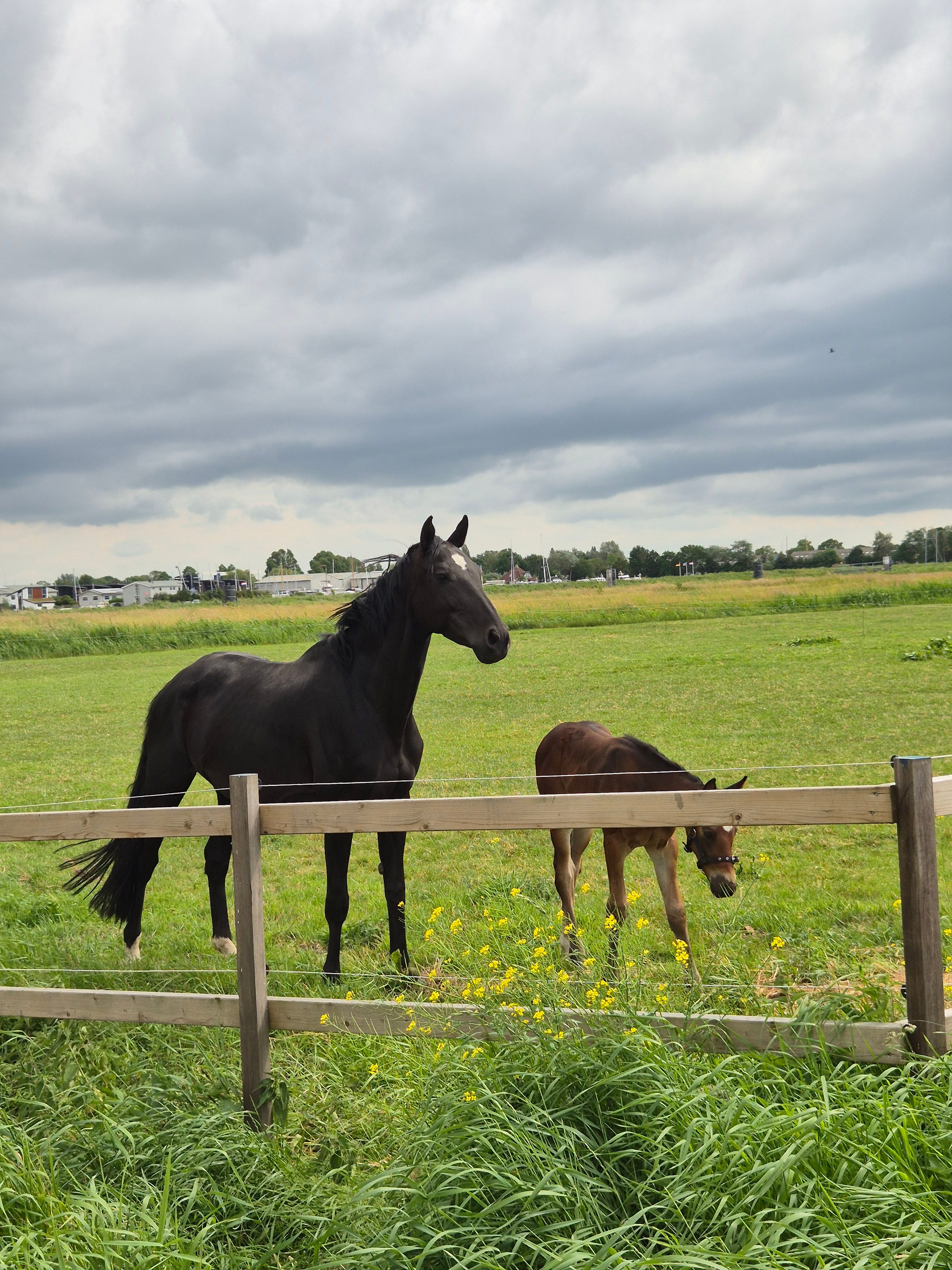 kwpn springpaard merrie 11 ans donkerbruin à vendre - Photo 3