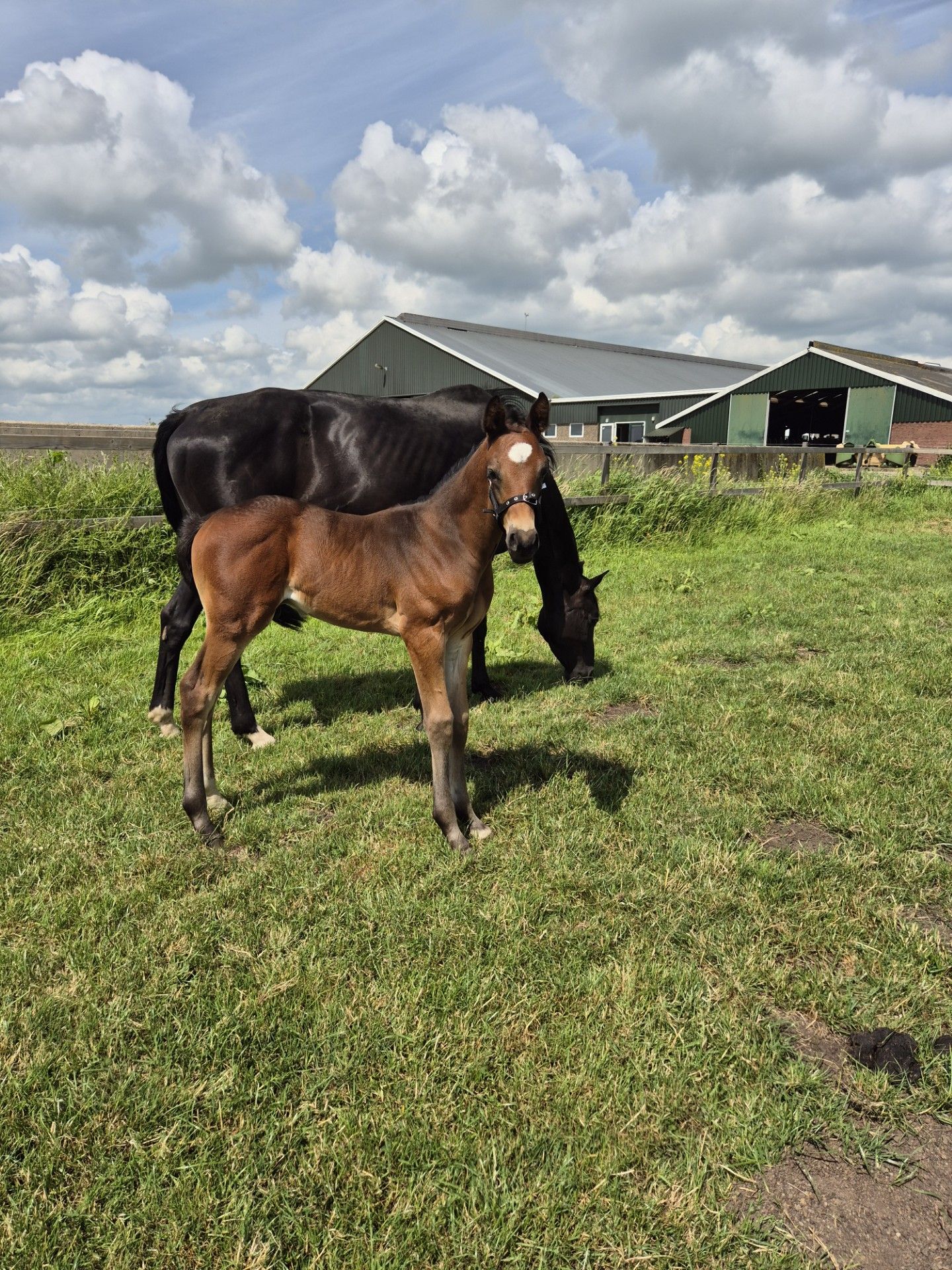 kwpn springpaard merrie 11 ans donkerbruin à vendre - Photo 6