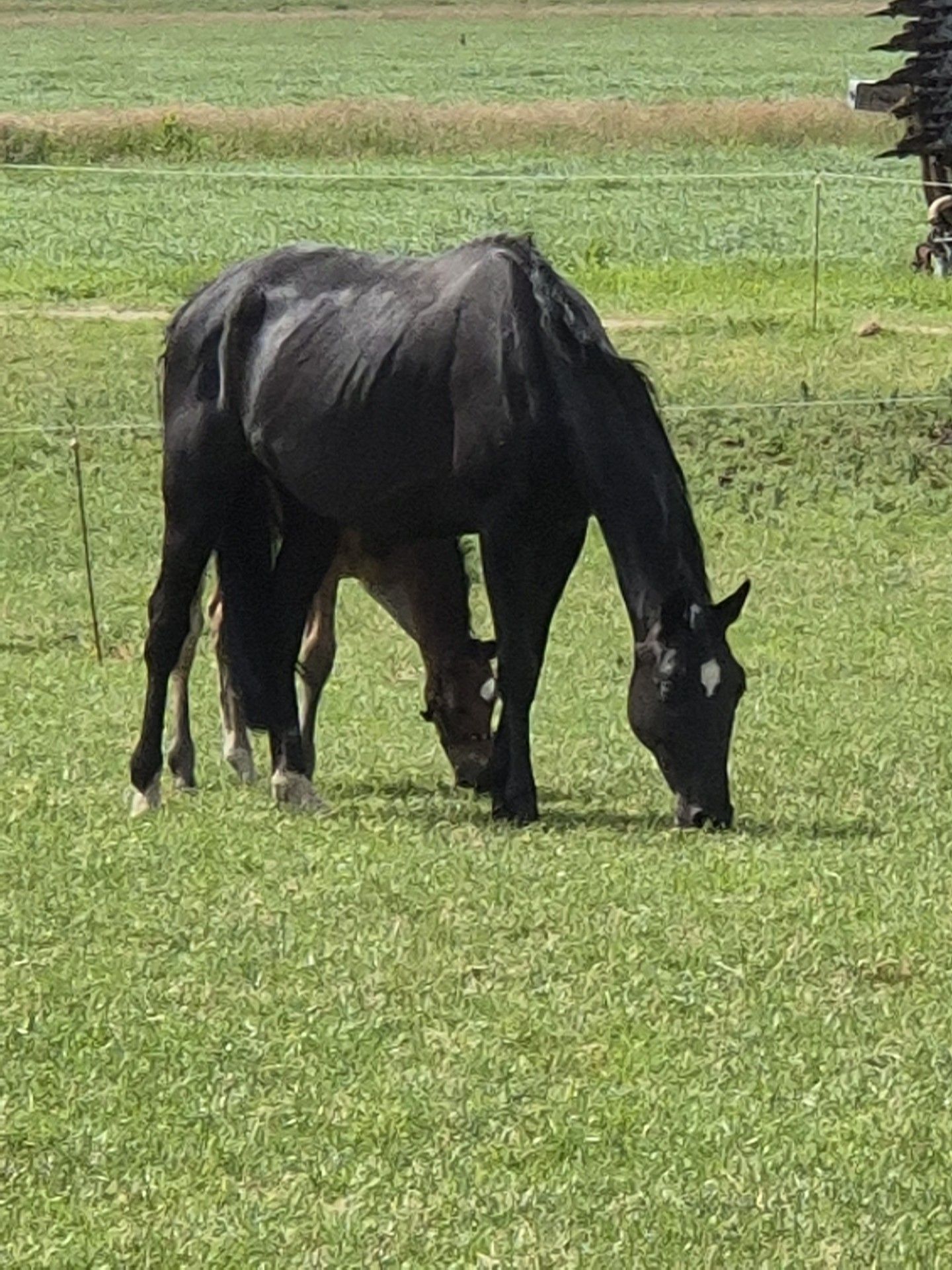 kwpn springpaard merrie 11 ans donkerbruin à vendre - Photo 5
