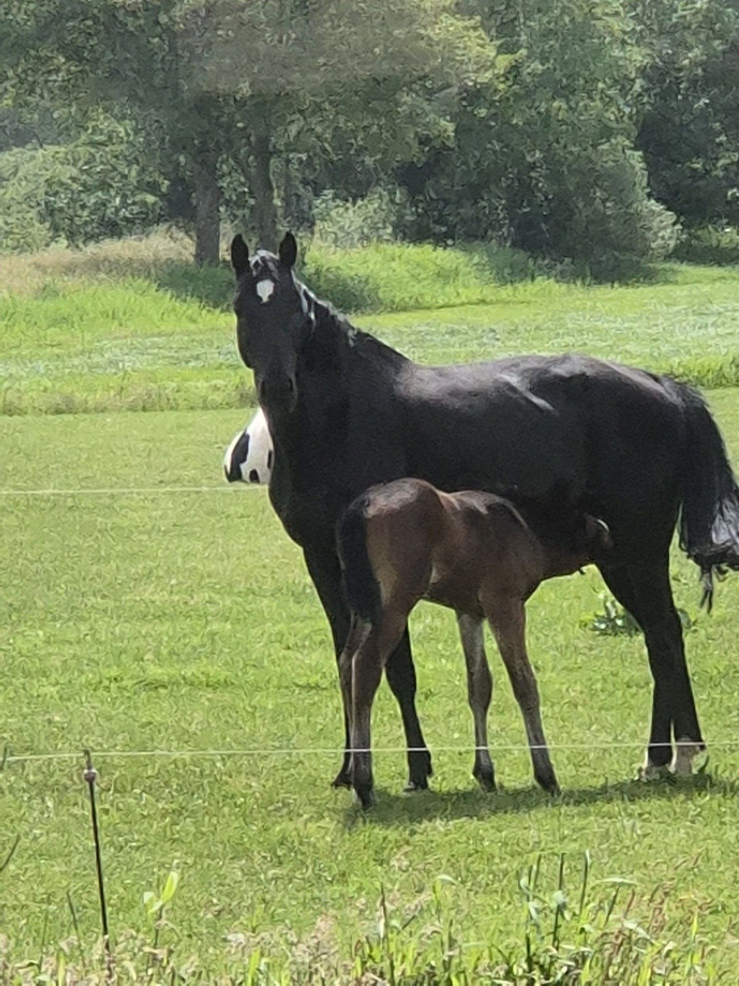 kwpn springpaard merrie 11 ans donkerbruin à vendre - Photo 4