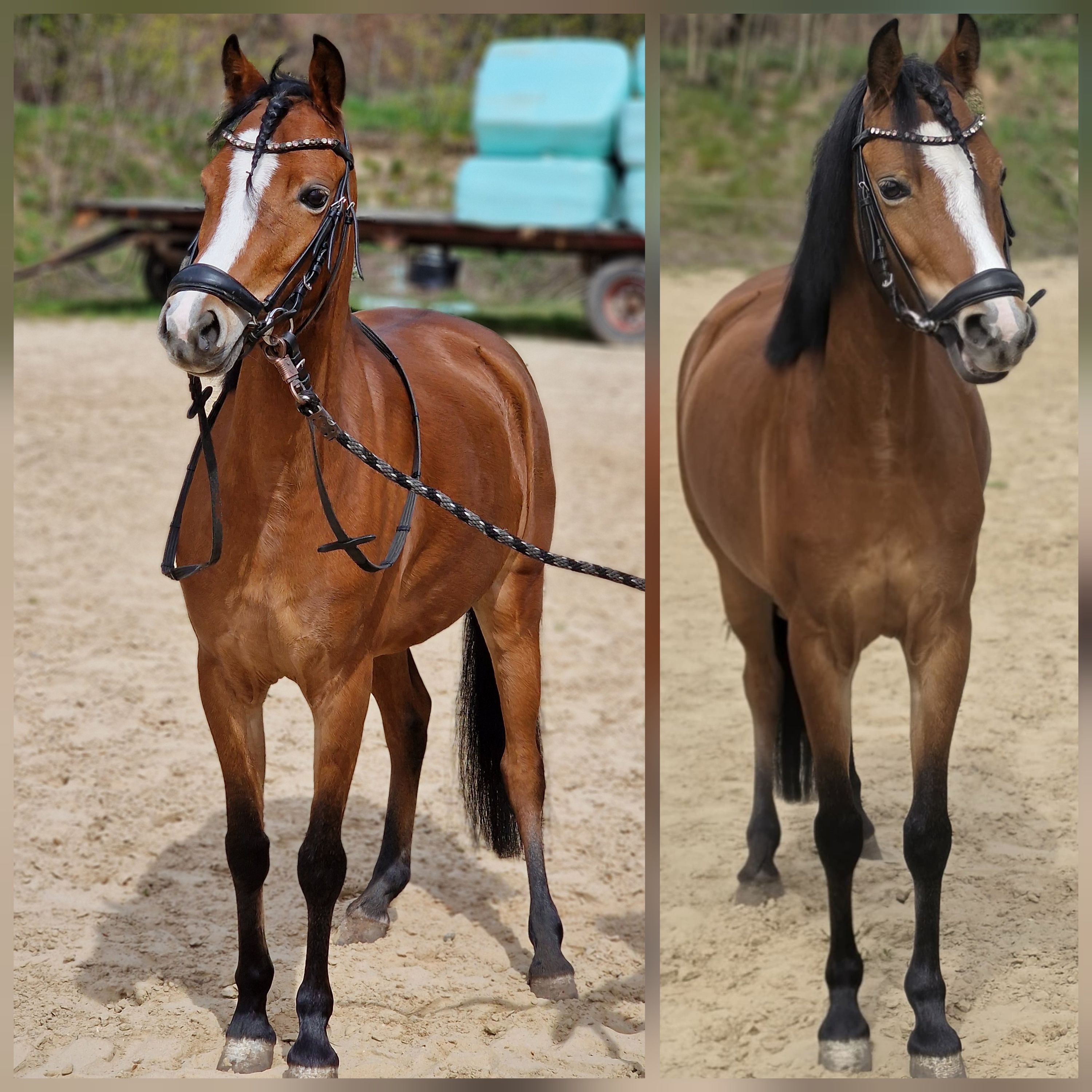 welsh allround-pony merrie 5 years old bruin for sale - Main photo
