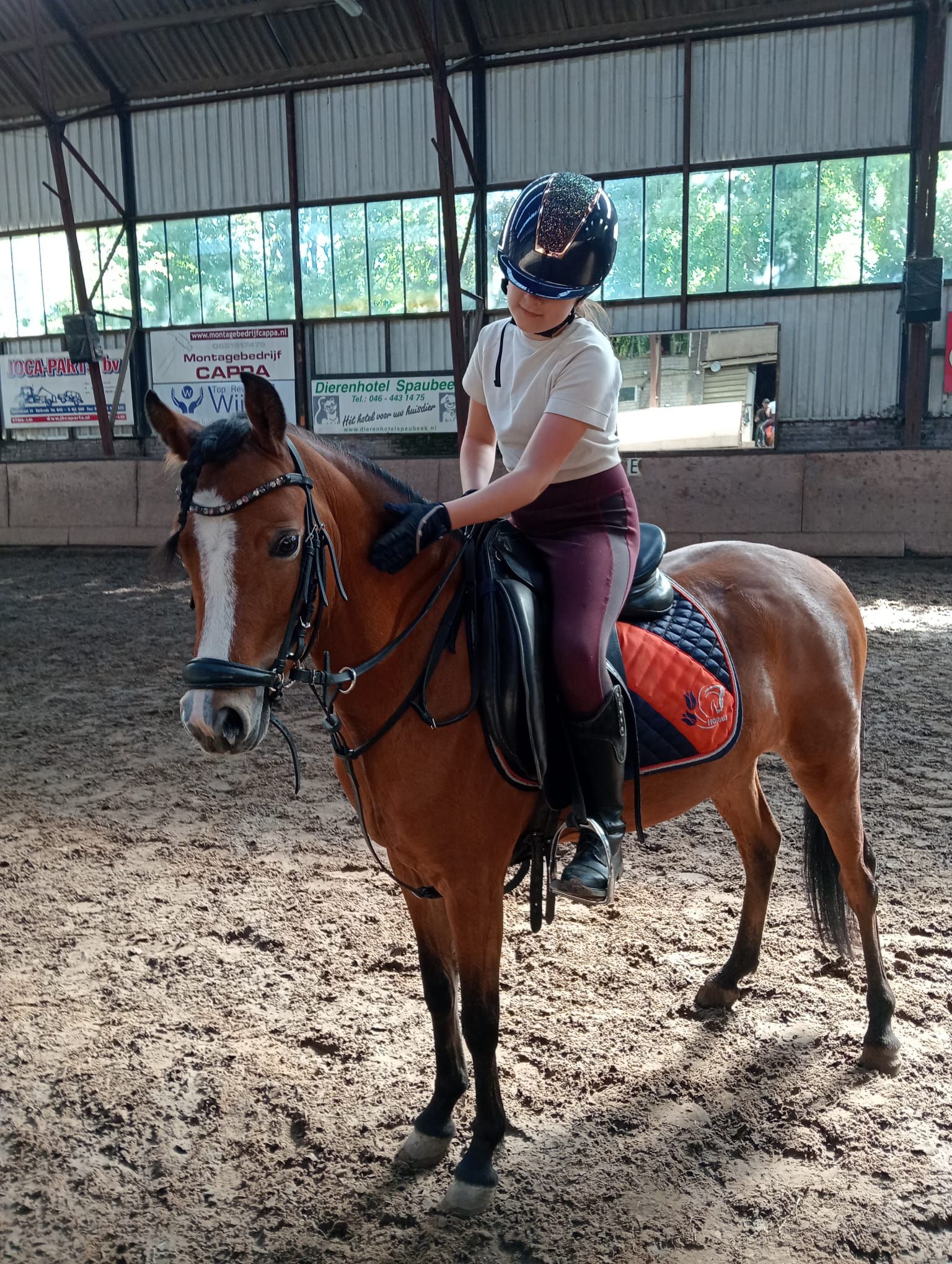 welsh allround-pony merrie 5 years old bruin for sale - Photo 2