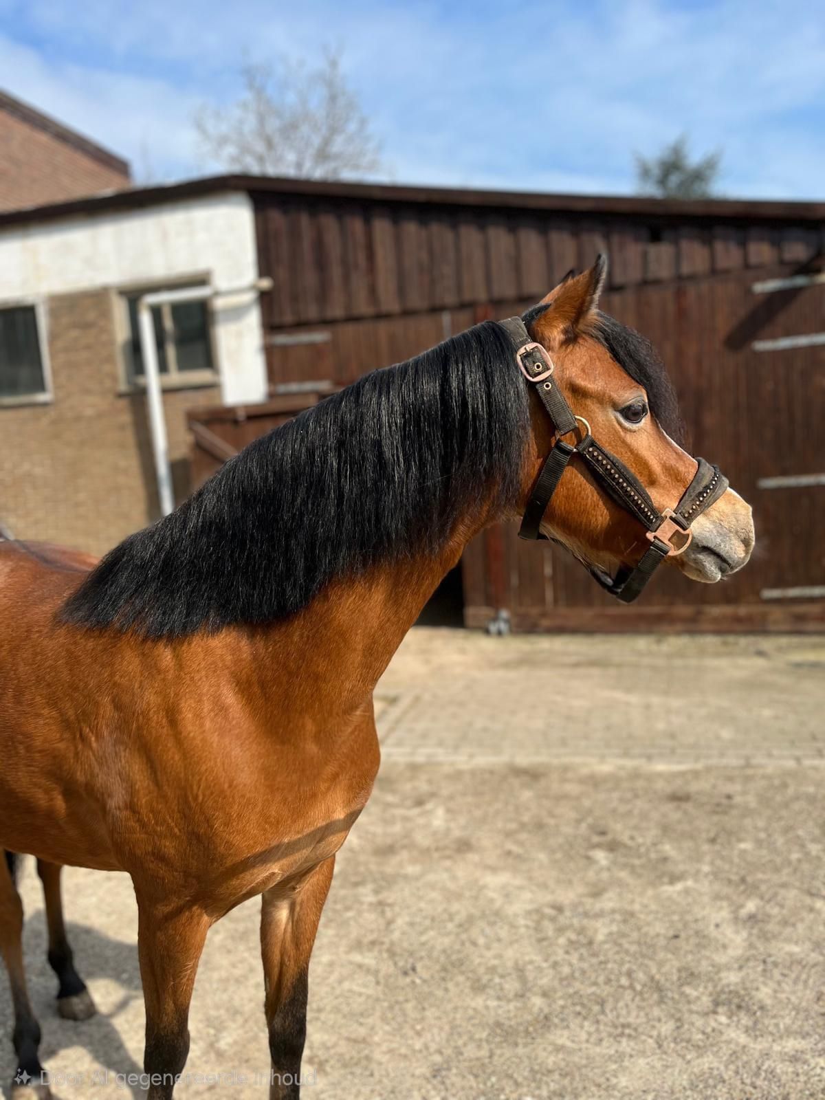 welsh allround-pony merrie 5 years old bruin for sale - Photo 3