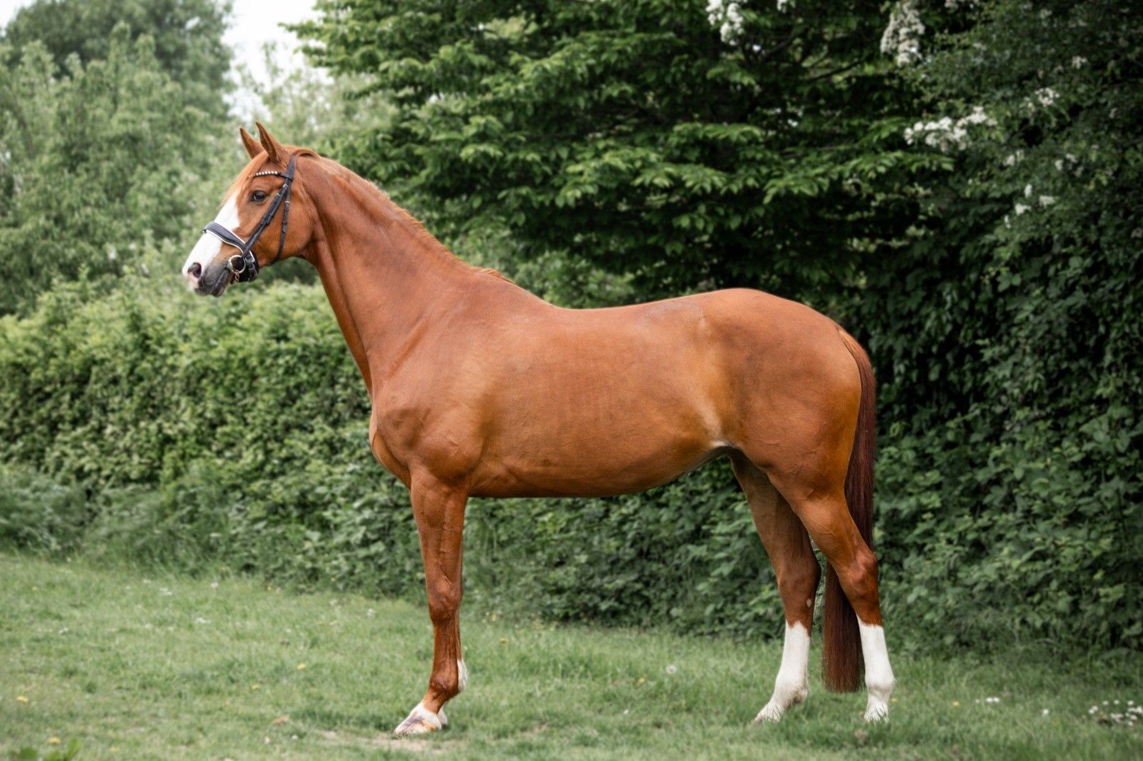 12-year-old mare with a heart of gold!