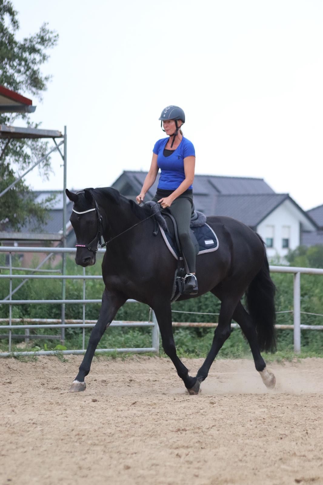 Verbandspreamienstute broodmare or dressage mare