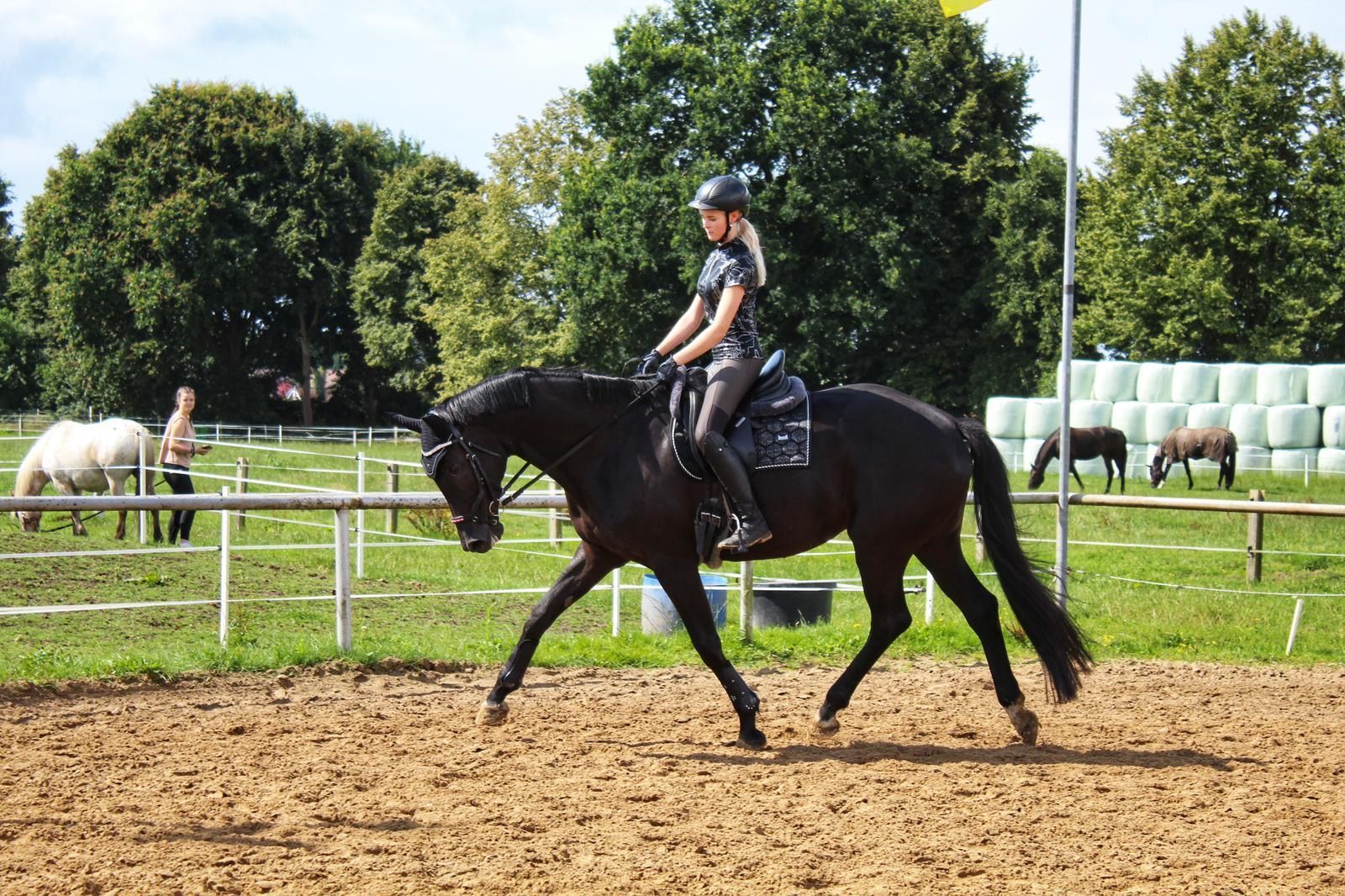 oldenburg dressuurpaard merrie 9 years old zwart for sale - Photo 5