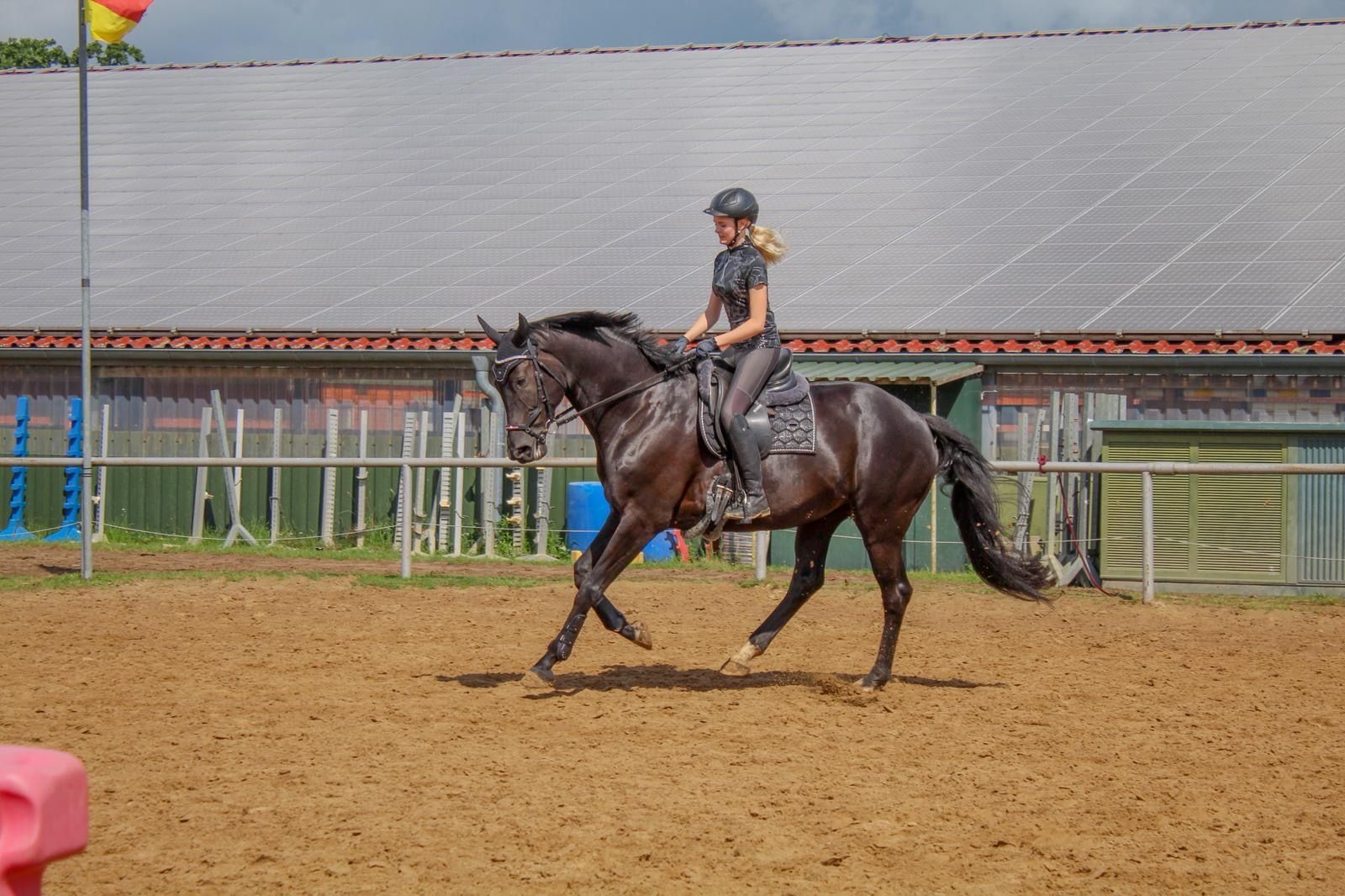 oldenburg dressuurpaard merrie 9 years old zwart for sale - Photo 4