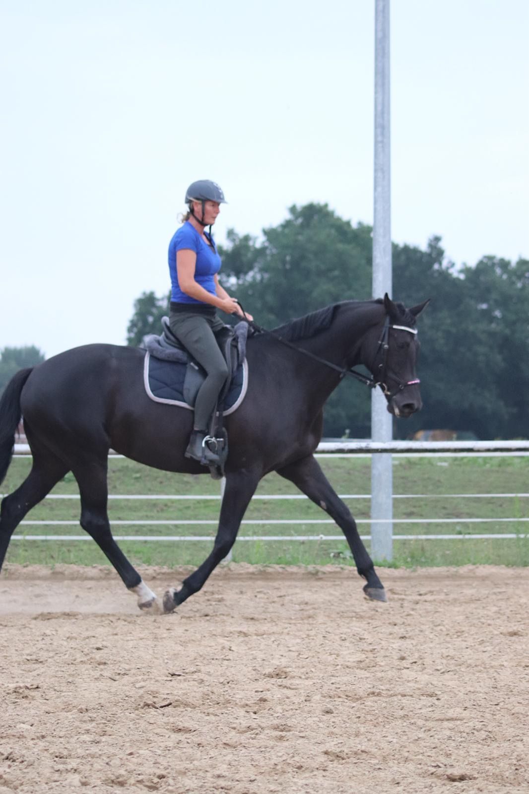 oldenburg dressuurpaard merrie 9 years old zwart for sale - Photo 2