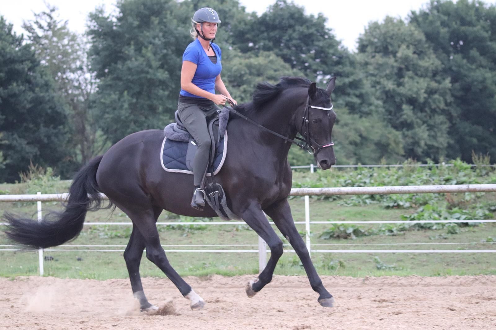 oldenburg dressuurpaard merrie 9 years old zwart for sale - Photo 3