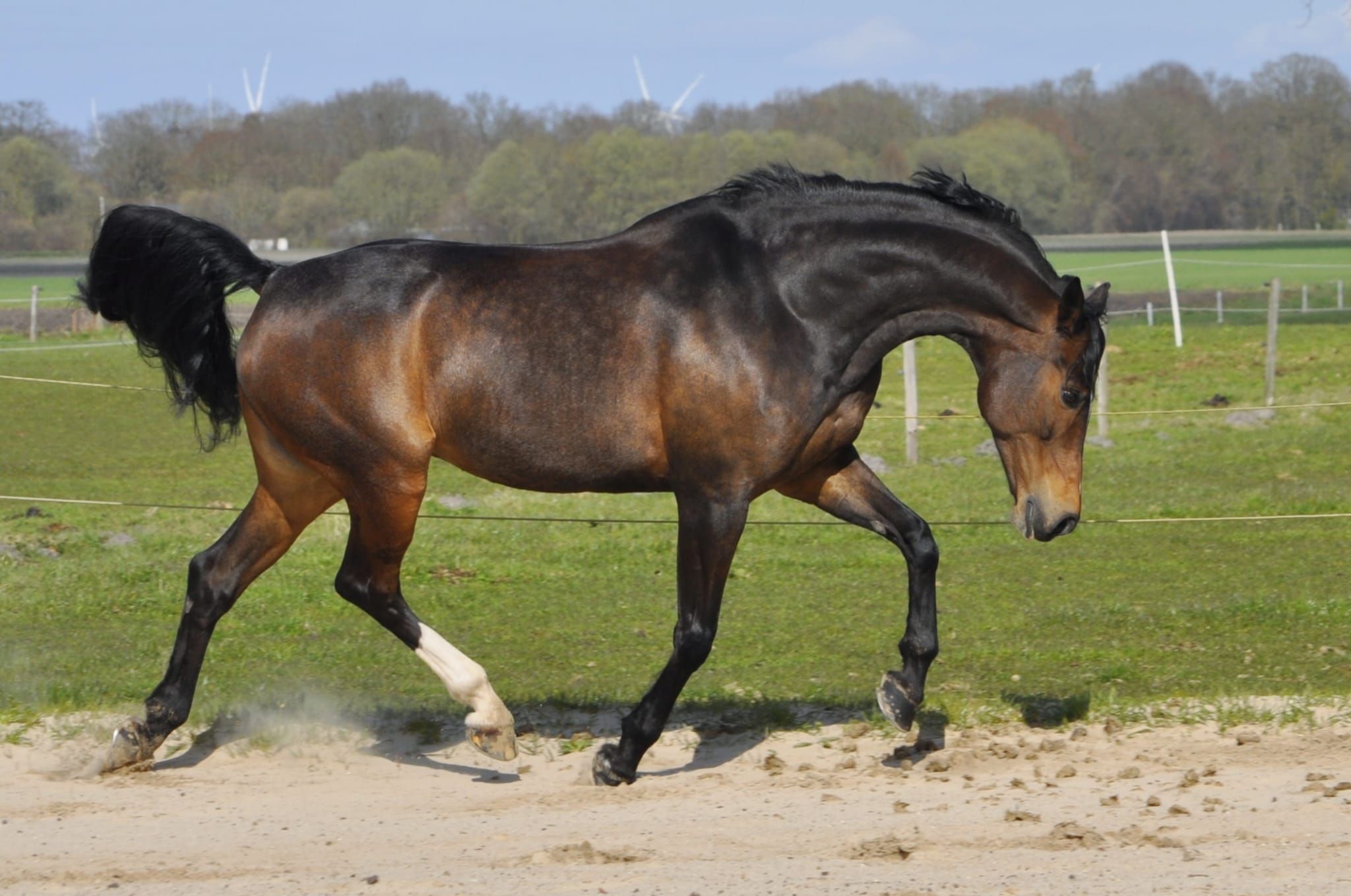 kwpn allrounder merrie 12 years old donkerbruin for sale - Photo 2