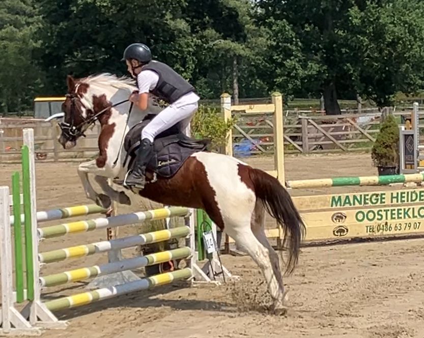 allround-pony merrie 6 años en venta - Foto 3