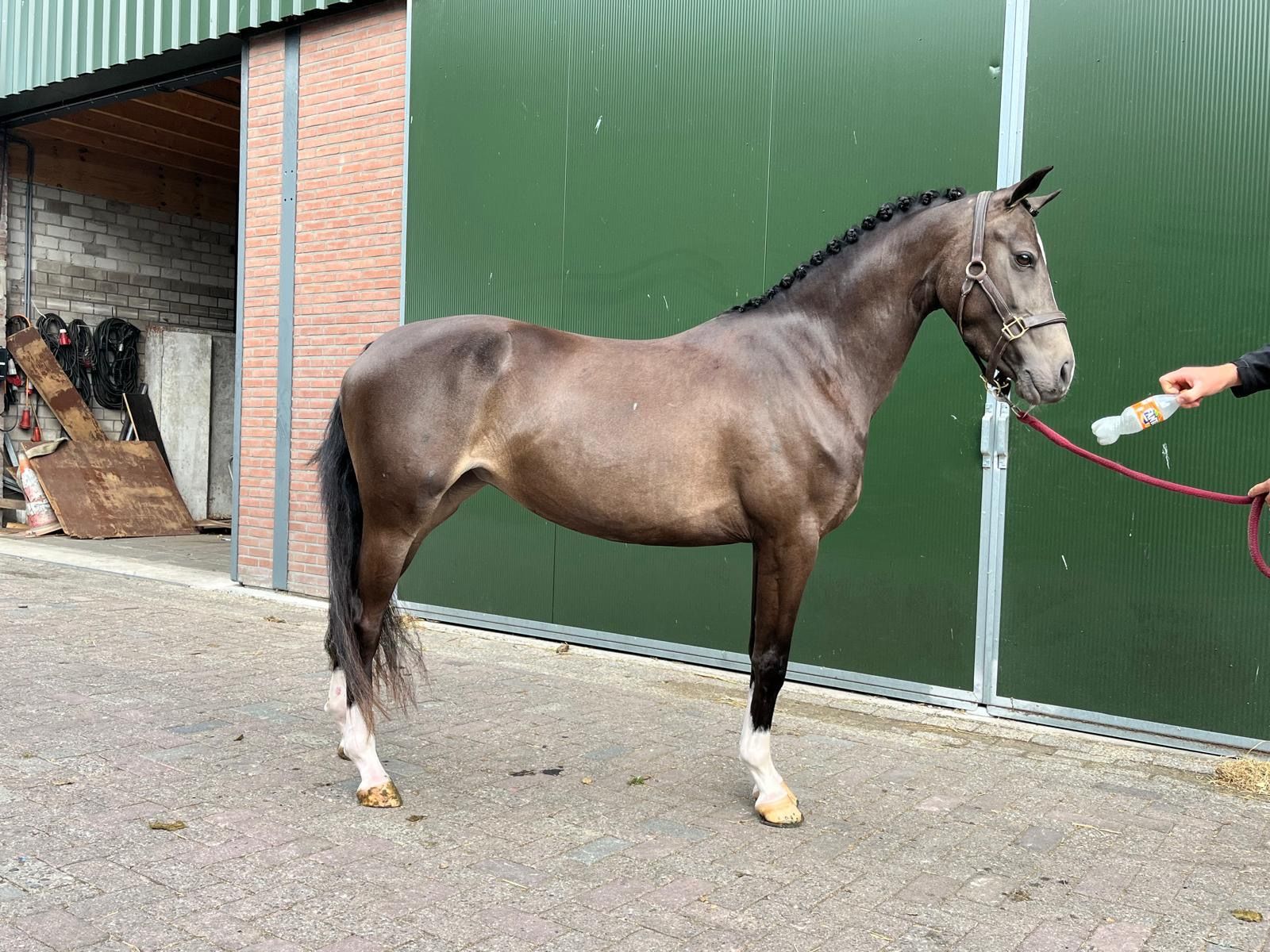 最高に美しく、おとなしい D pony 
