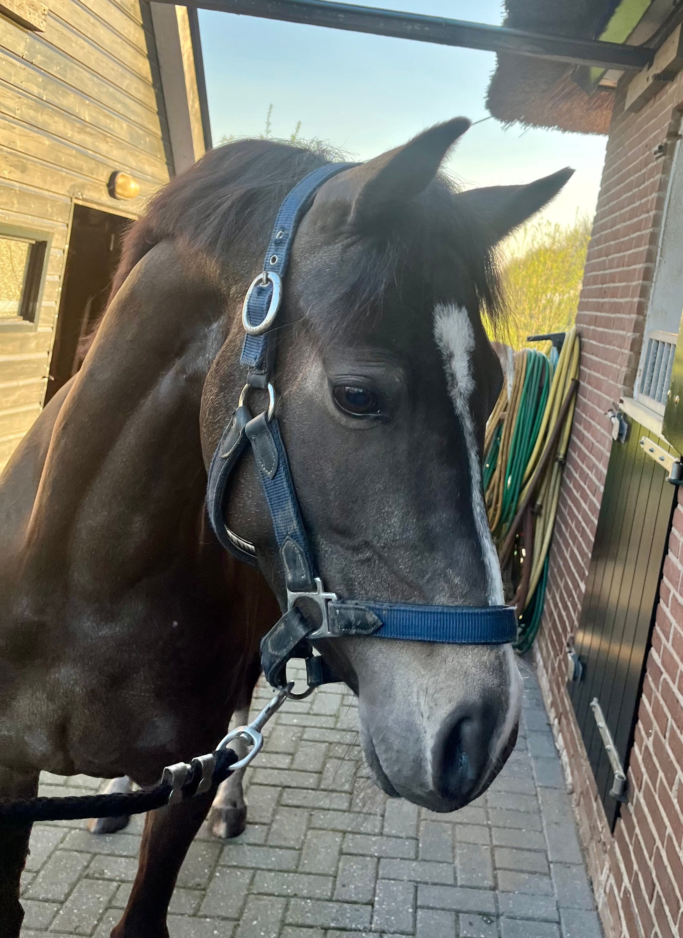 welsh allround-pony merrie 5 years old andere-kleur for sale - Photo 2