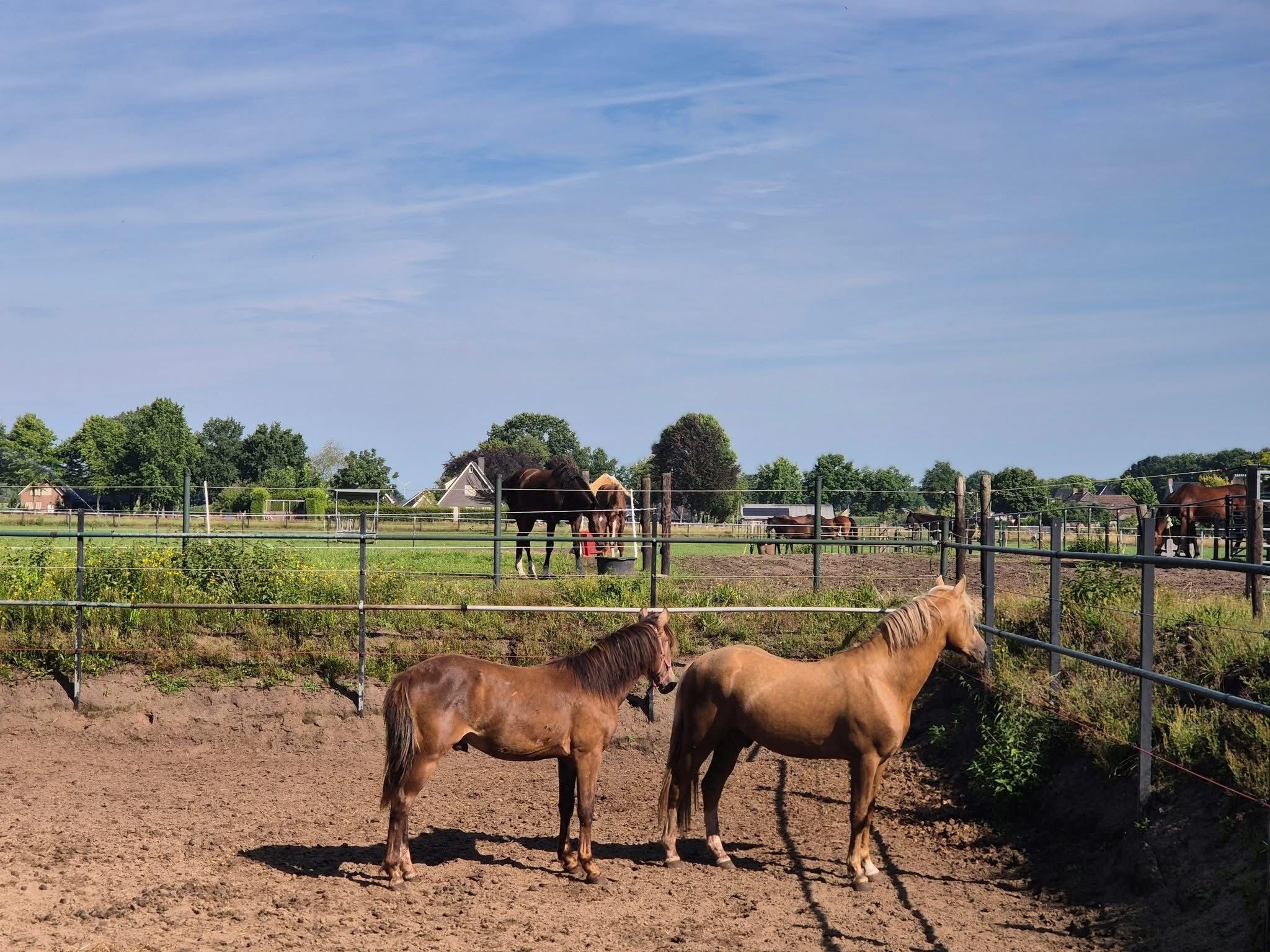 nrps allround-pony ruin 2 years old andere-kleur for sale - Photo 3