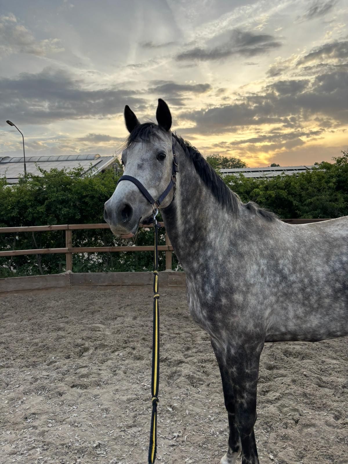 spaans springpaard ruin 6 歳 schimmel 売り出し中 - 写真 5