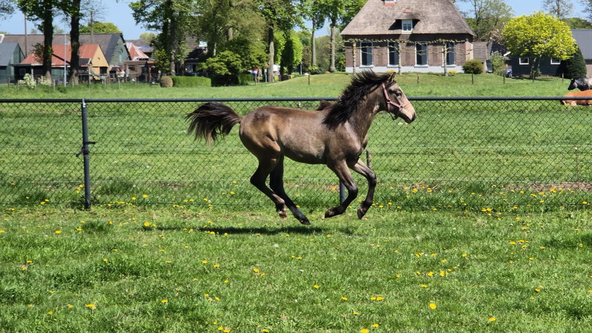 nrps allround-pony ruin 2 years old andere-kleur for sale - Main photo