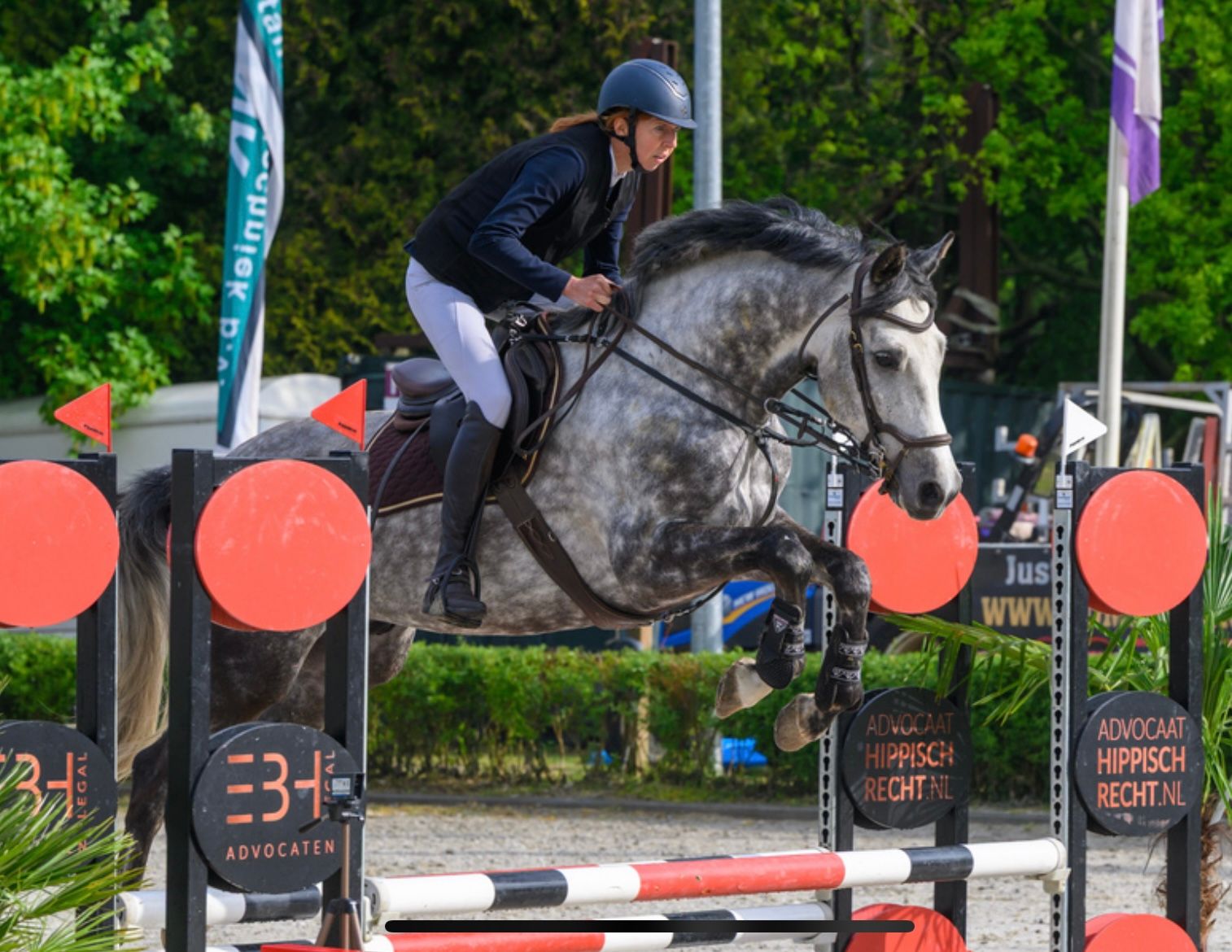 spaans springpaard ruin 6 歳 schimmel 売り出し中 - 写真 6