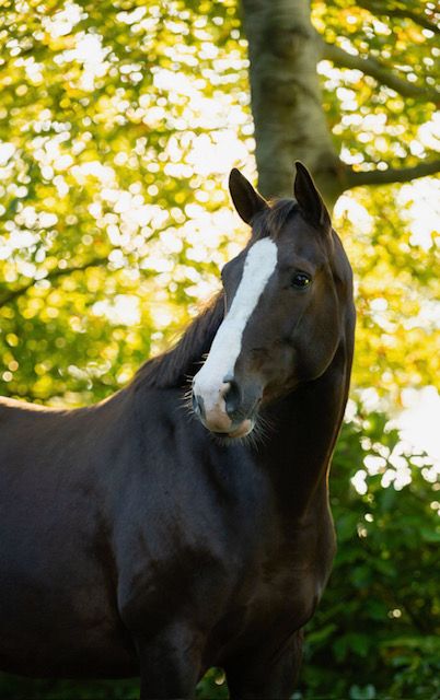 kwpn dressuurpaard merrie 5 岁 kastanje 出售 - 照片 5