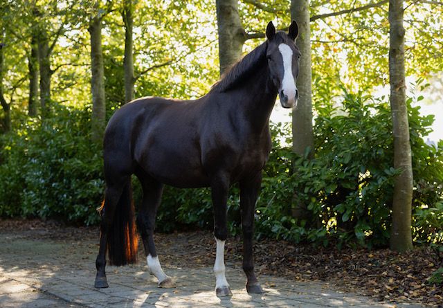 kwpn dressuurpaard merrie 5 岁 kastanje 出售 - 照片 6