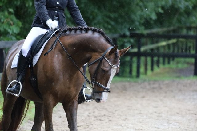 kwpn dressuurpaard merrie 5 岁 kastanje 出售 - 照片 4