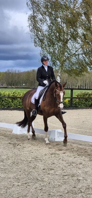kwpn dressuurpaard merrie 5 岁 kastanje 出售 - 照片 2