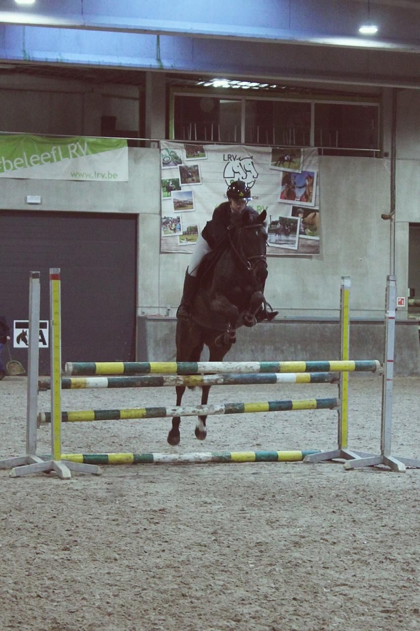 sbs springpaard ruin 5 anos zwart à venda - Foto 5