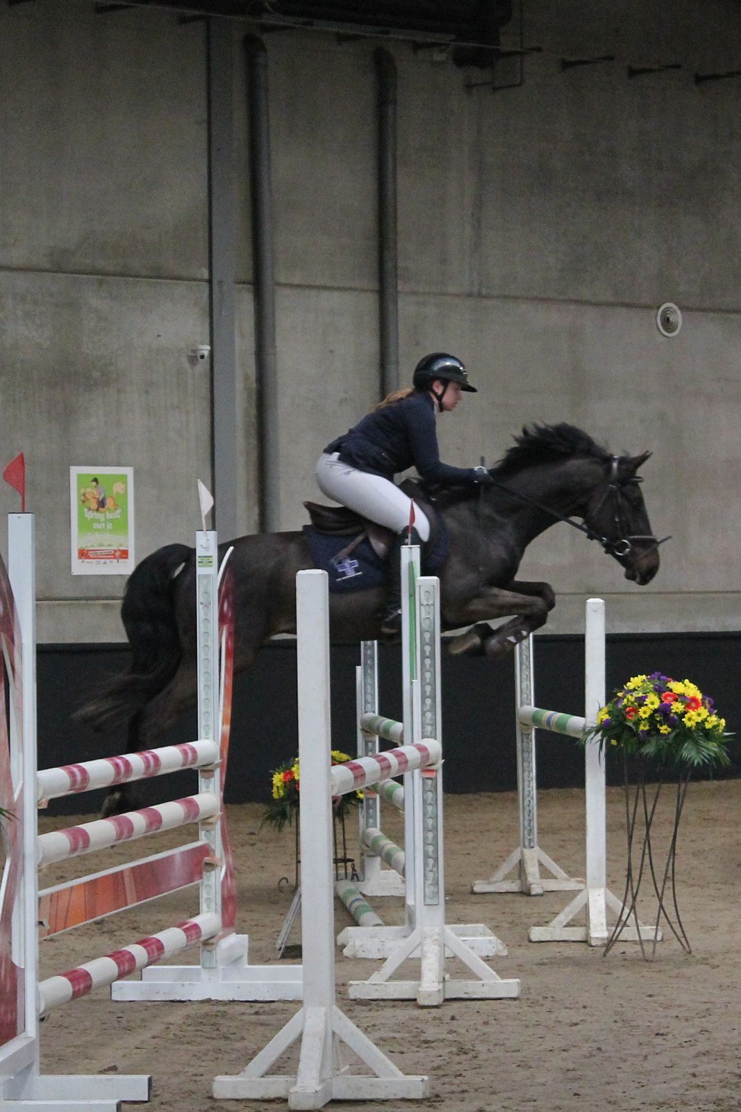sbs springpaard ruin 5 anos zwart à venda - Foto 3