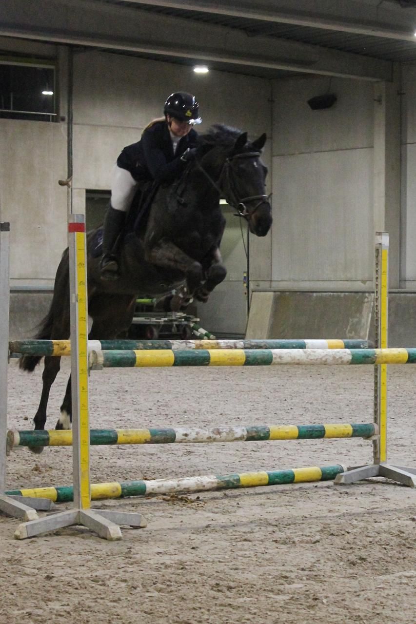 sbs springpaard ruin 5 anos zwart à venda - Foto 6