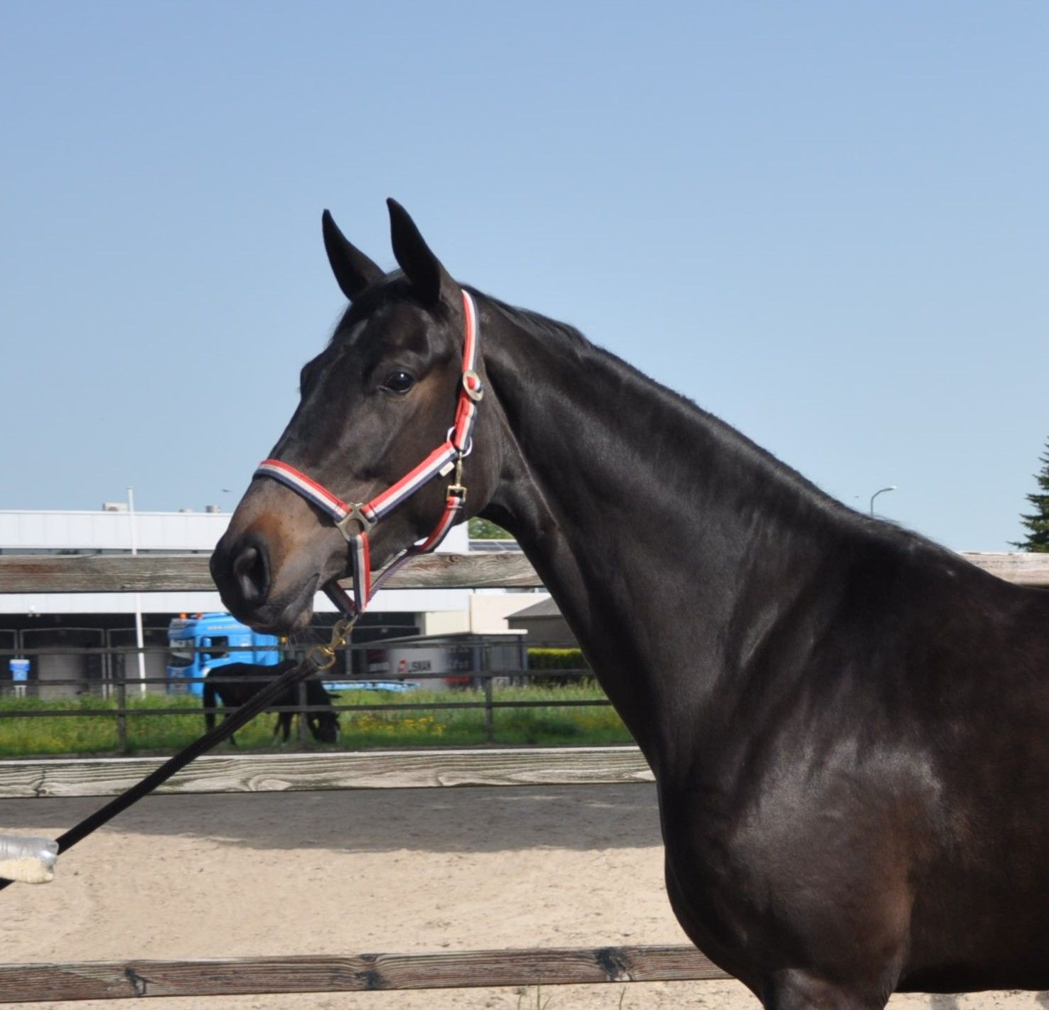 kwpn paard merrie 3 ετών zwart προς πώληση - Φωτογραφία 3