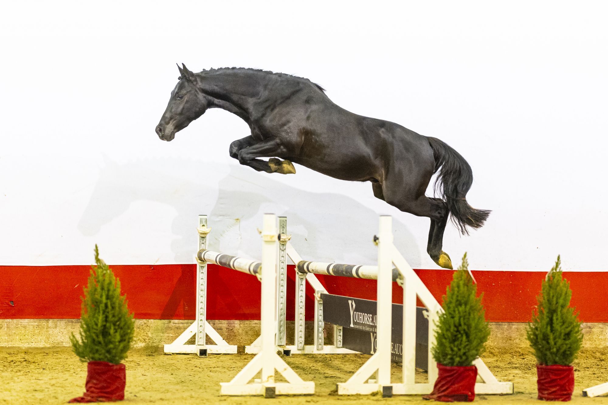 nrps springpony ruin 3 years old for sale - Photo 2