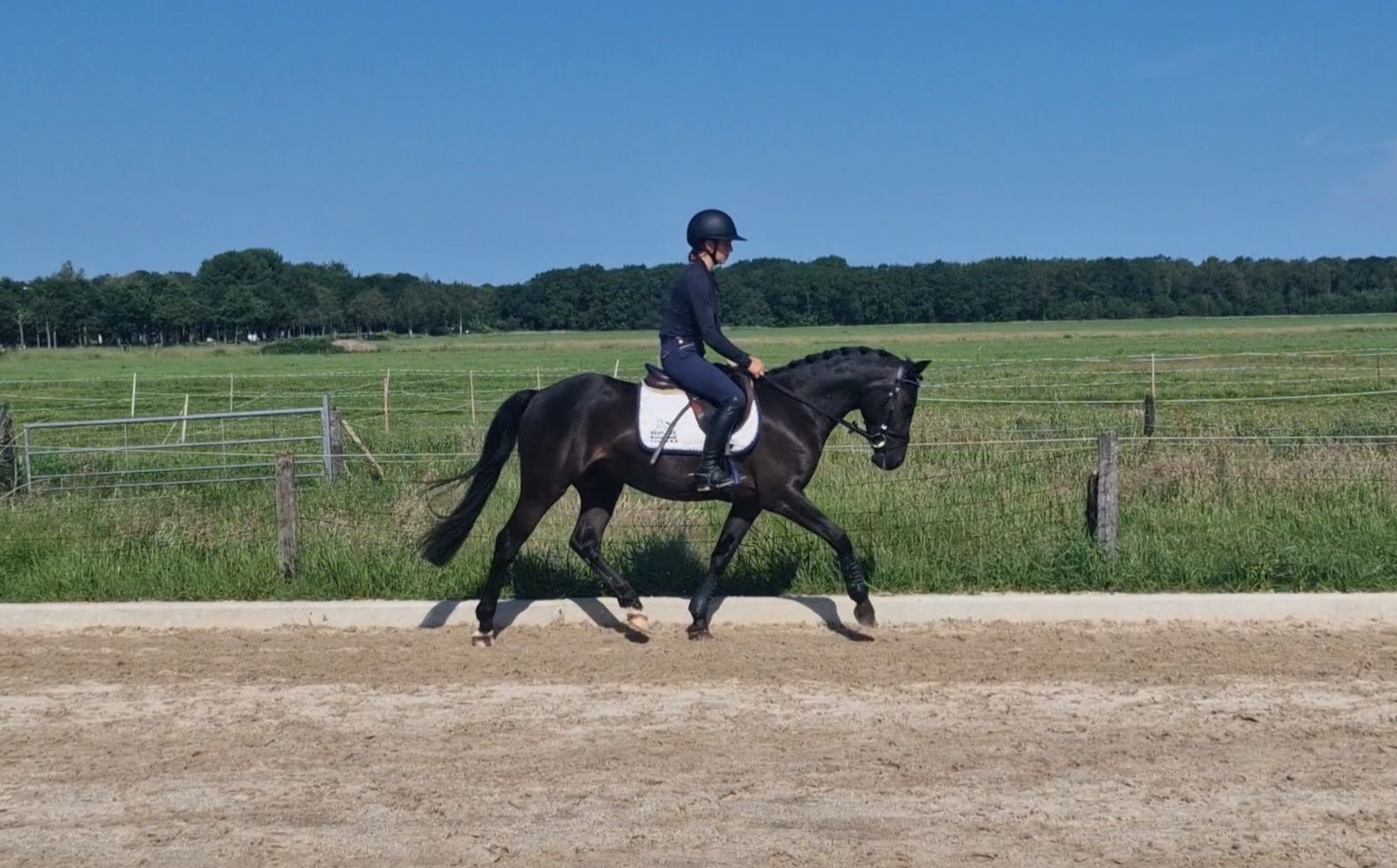 nrps springpony ruin 3 years old for sale - Photo 3