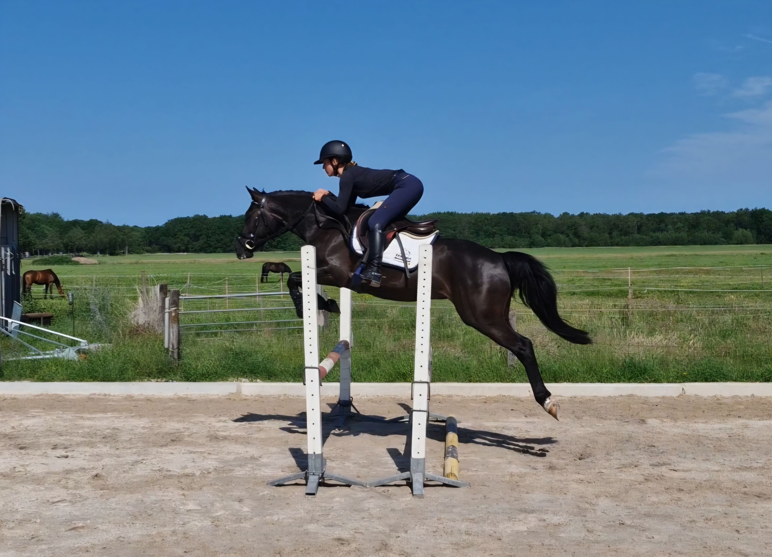 nrps springpony ruin 3 years old for sale - Main photo