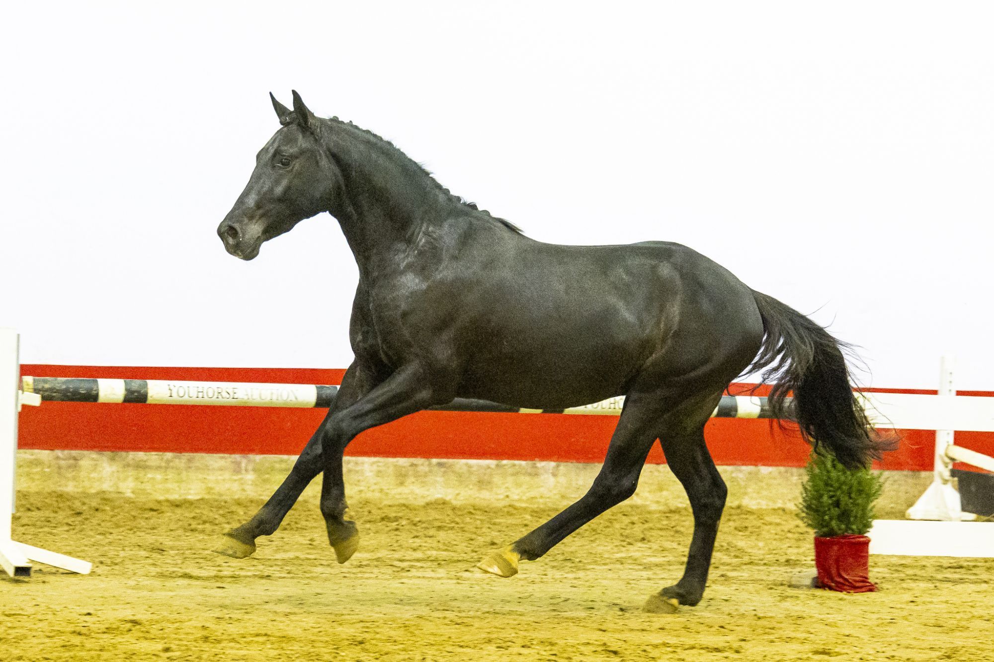 nrps springpony ruin 3 years old for sale - Photo 5