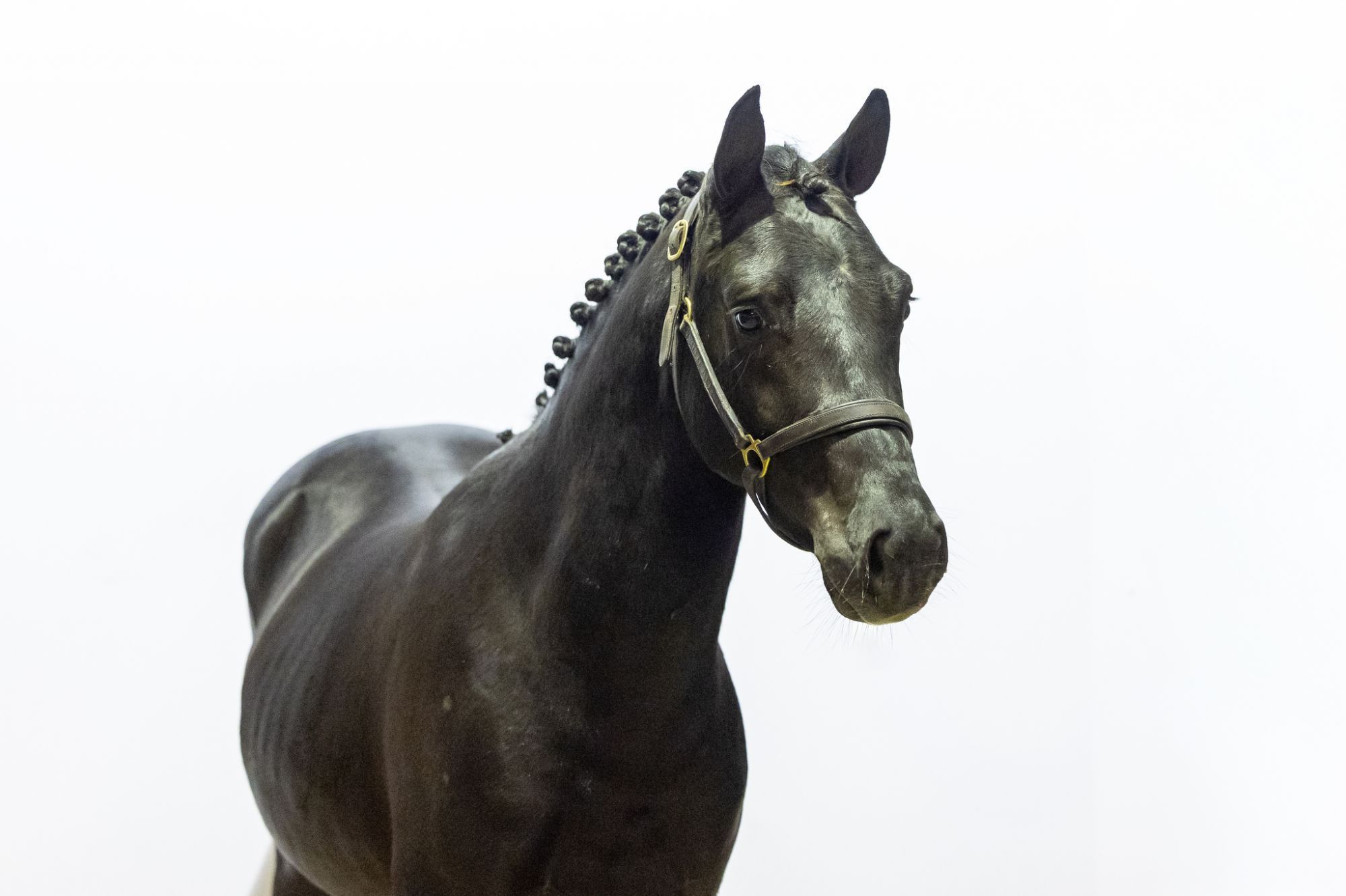 nrps springpony ruin 3 years old for sale - Photo 4