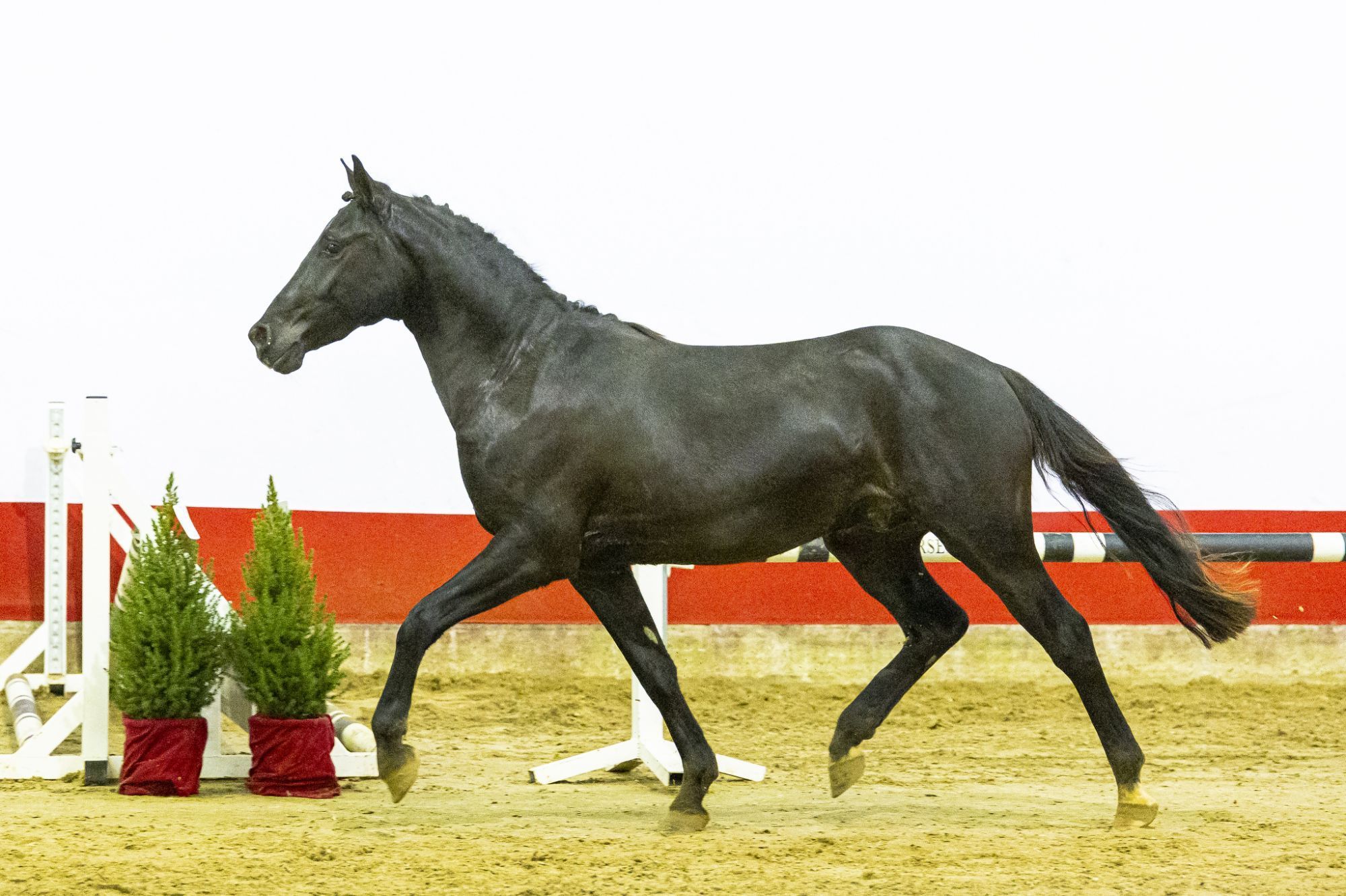 nrps springpony ruin 3 years old for sale - Photo 6