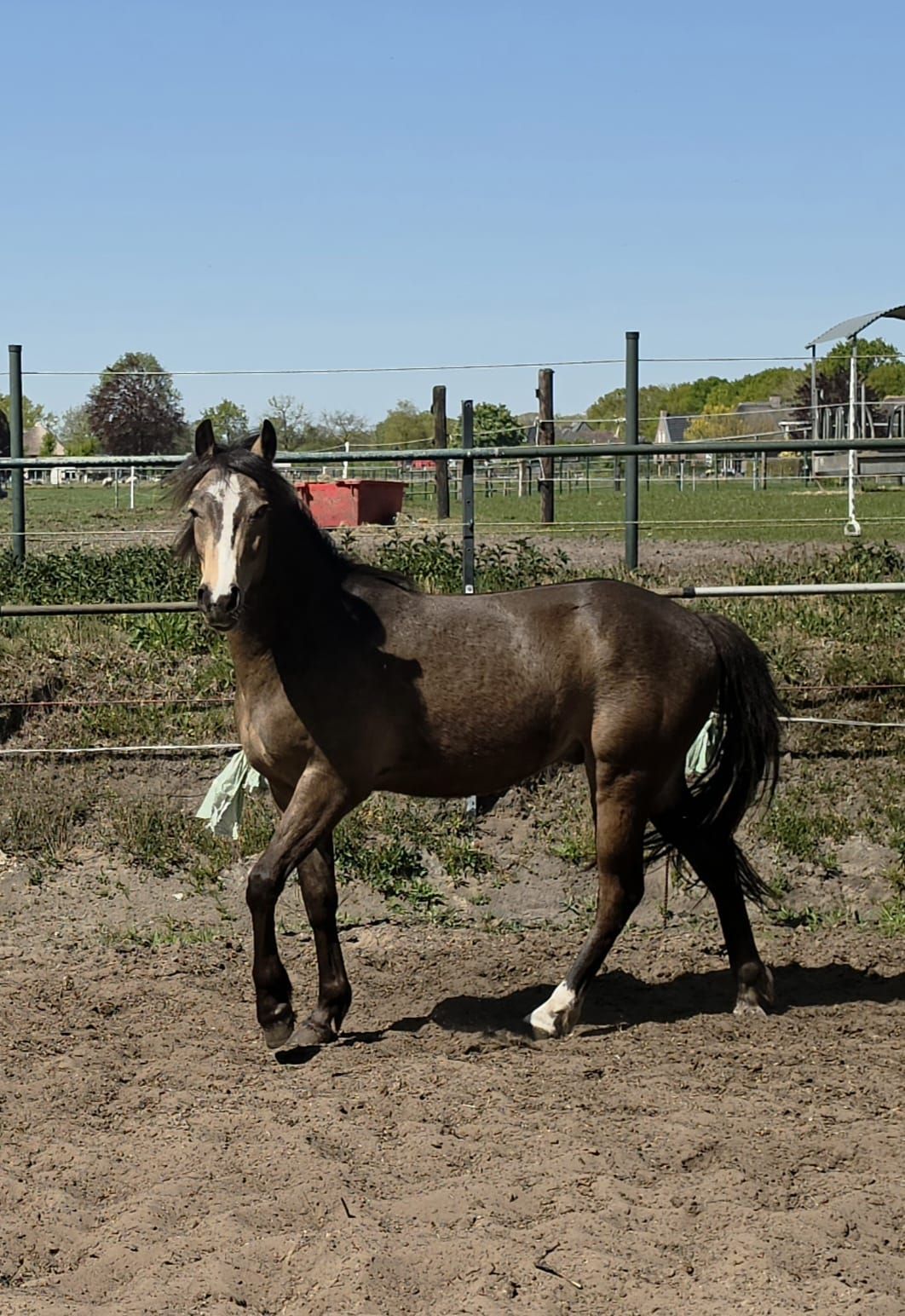 nrps allround-pony ruin 2 years old andere-kleur for sale - Photo 4