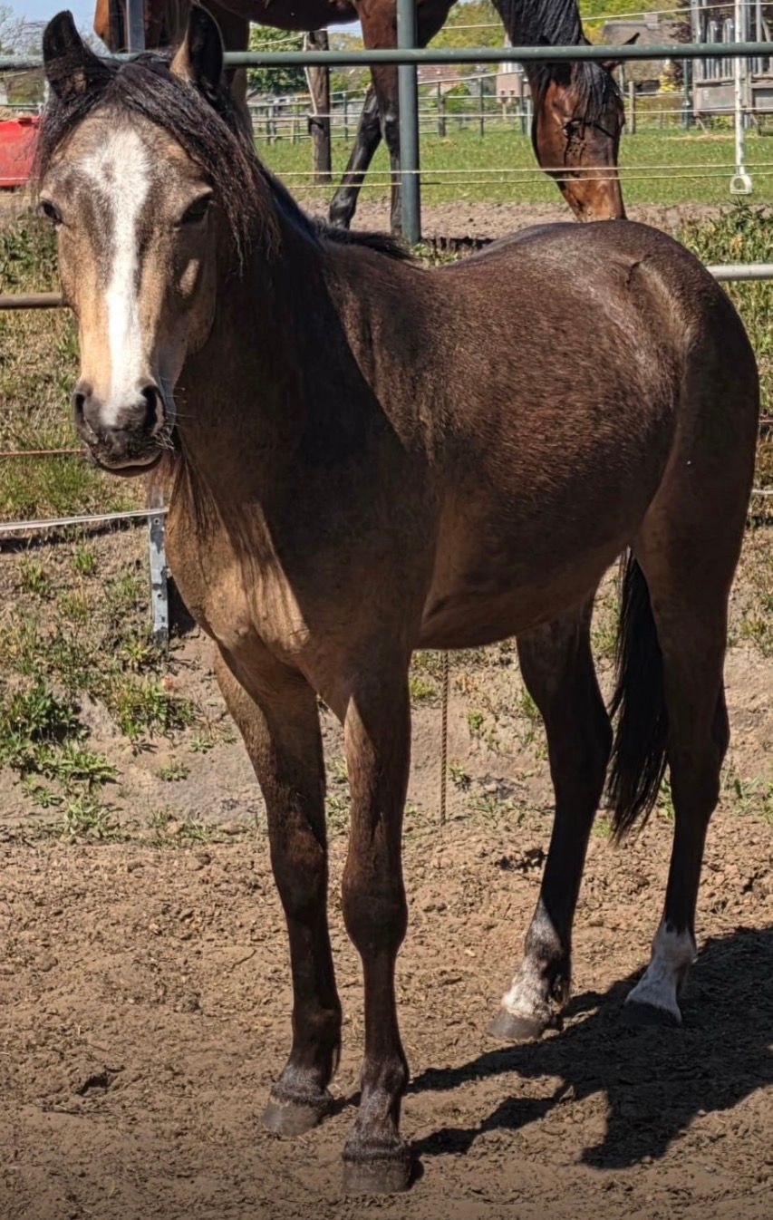 nrps allround-pony ruin 2 years old andere-kleur for sale - Photo 5