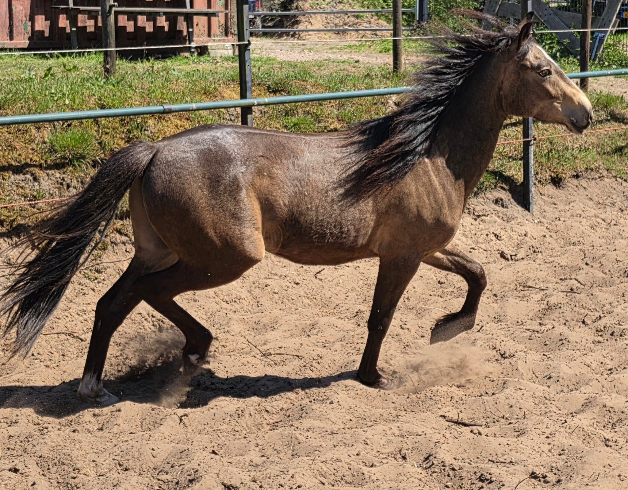 nrps allround-pony ruin 2 years old andere-kleur for sale - Photo 6