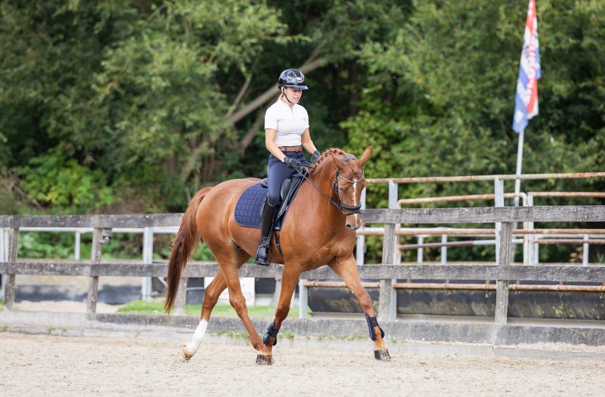 kwpn dressuurpaard merrie 9 years old vos for sale - Photo 2