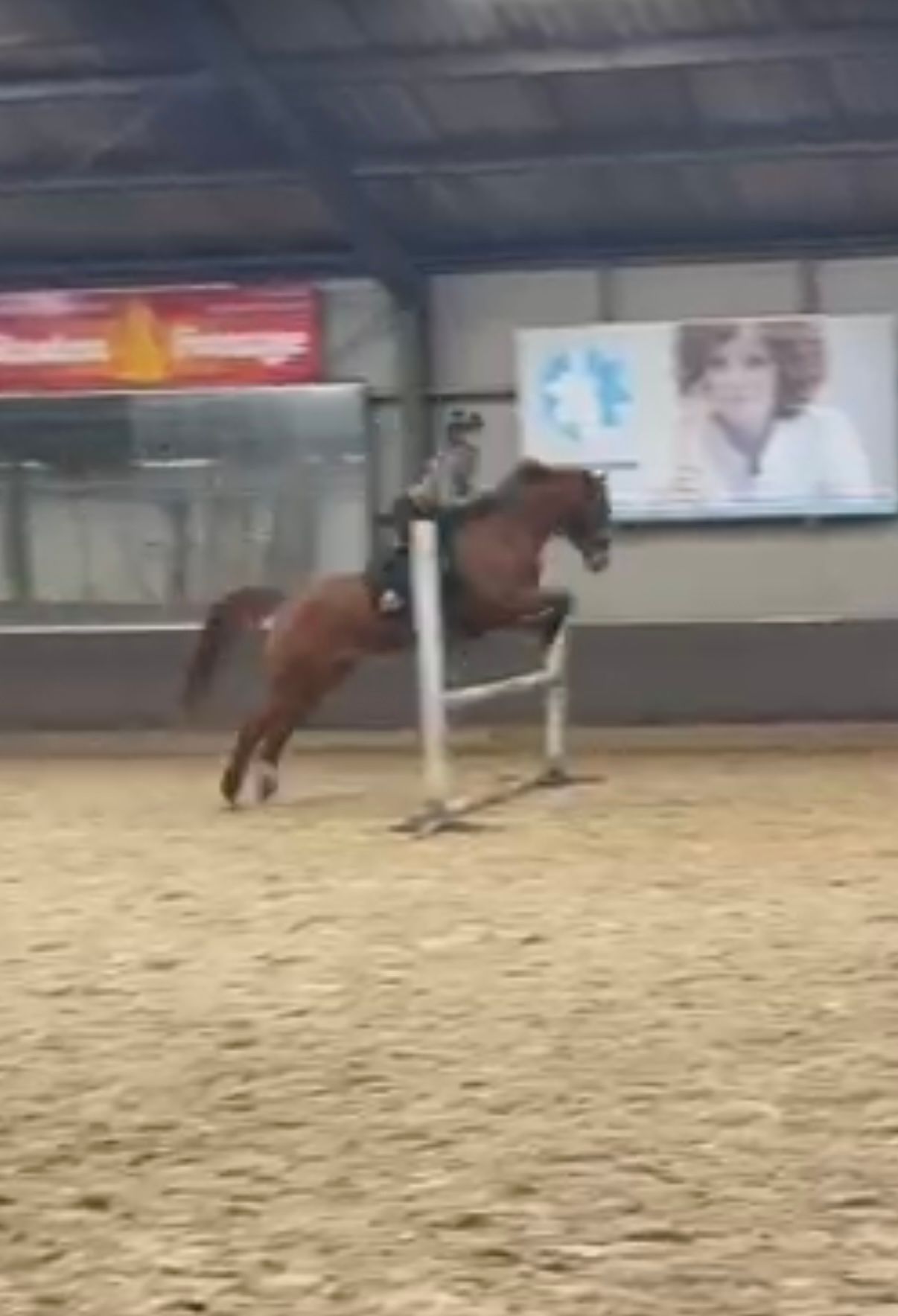kwpn dressuurpaard merrie 9 years old vos for sale - Photo 6