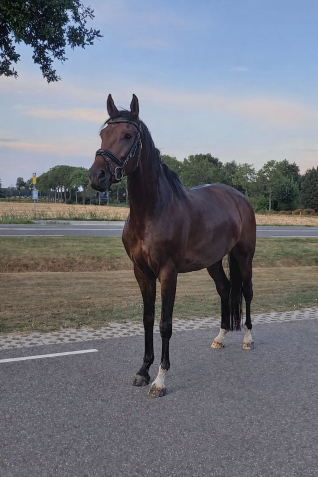 kwpn dressuurpaard merrie 8 years old donkerbruin for sale - Main photo