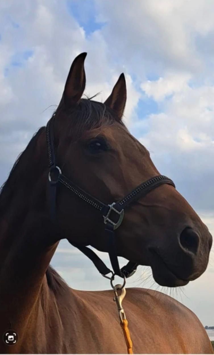 kwpn dressuurpaard merrie 8 years old donkerbruin for sale - Photo 2