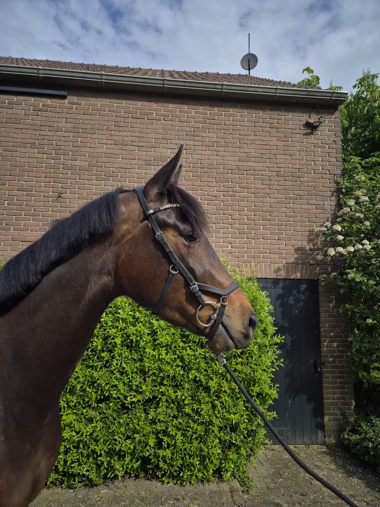 Talented 4-year-old gelding by Just Wimphof × United
