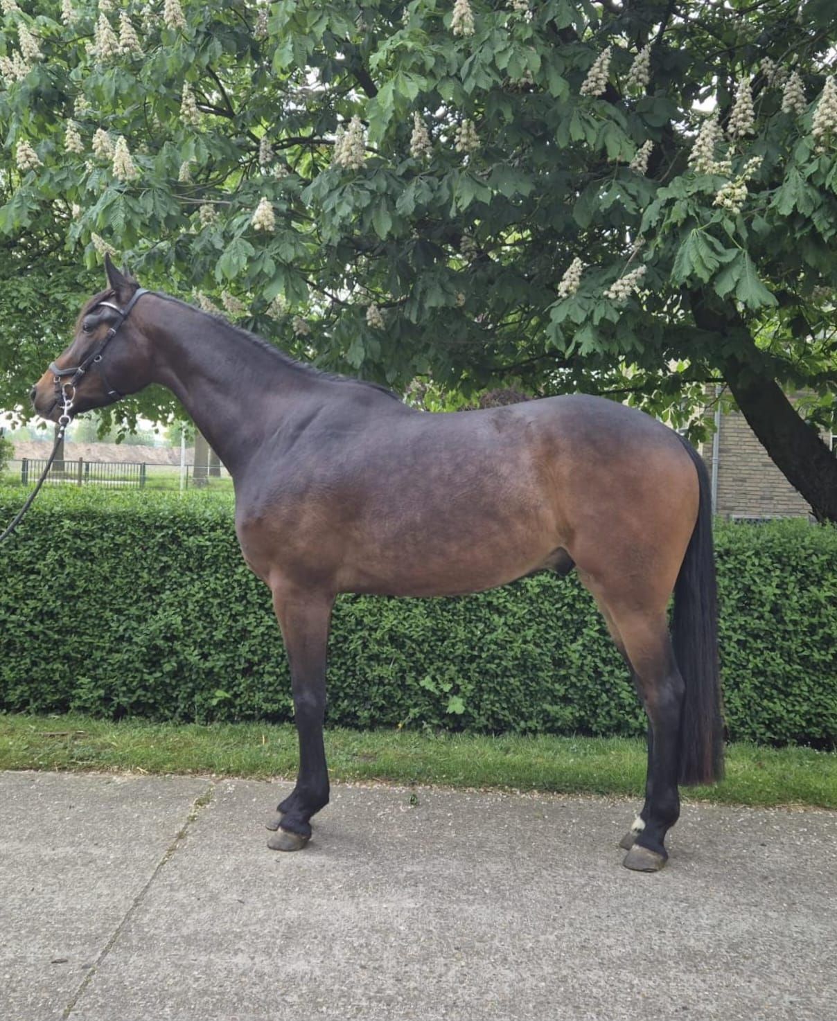 kwpn dressuurpaard ruin 4 años bruin en venta - Foto 3