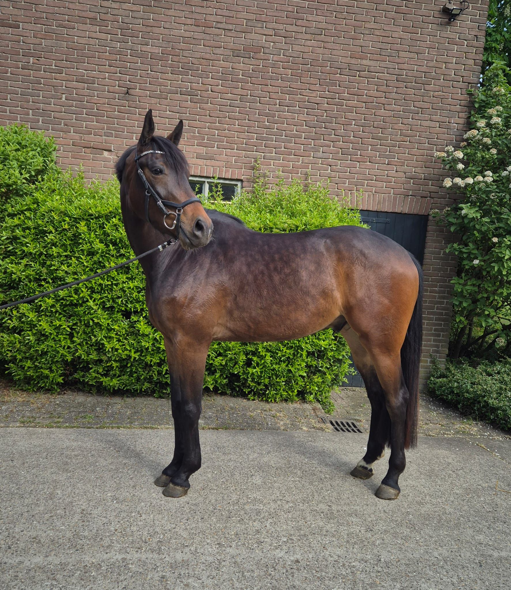 kwpn dressuurpaard ruin 4 años bruin en venta - Foto 2